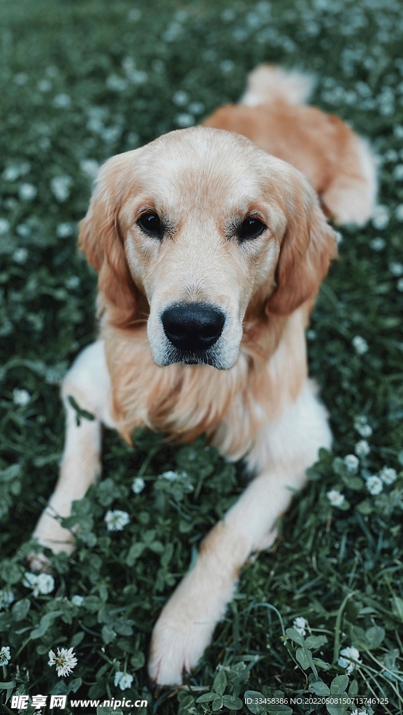 狗