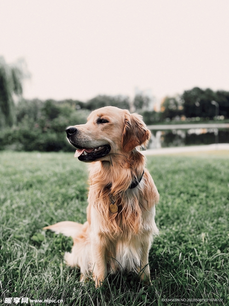 狗 