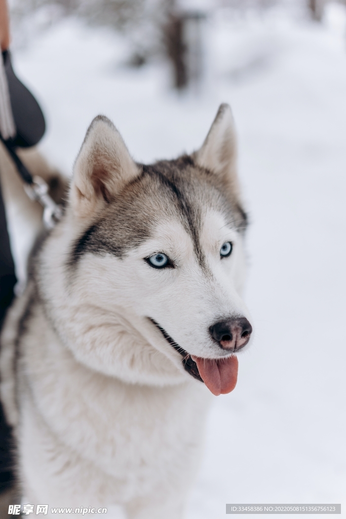 狗
