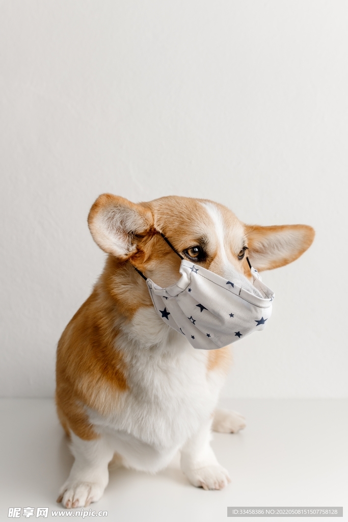 狗 