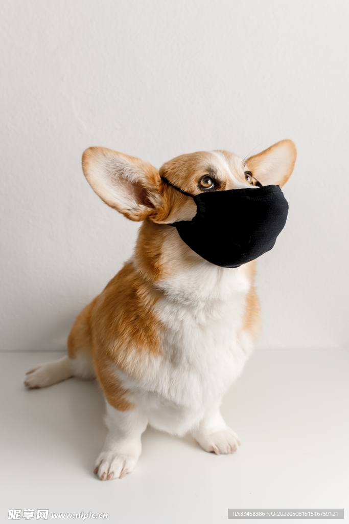 狗