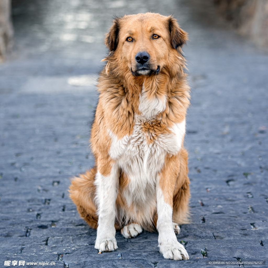 狗