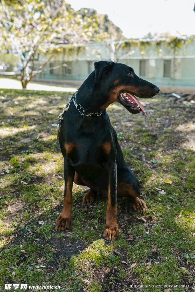 狗