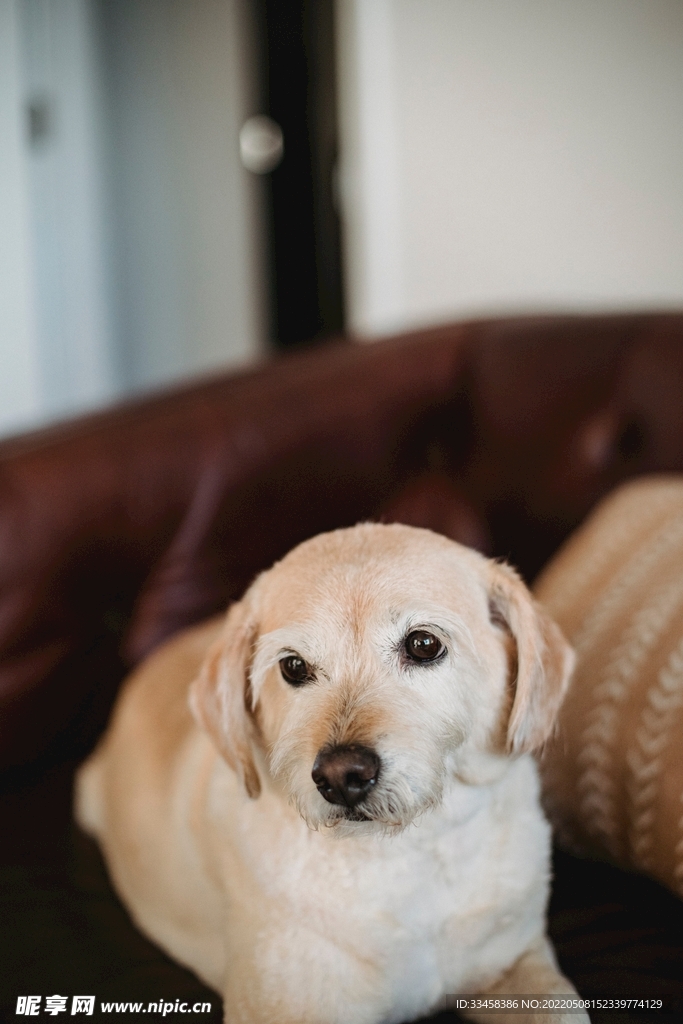 狗