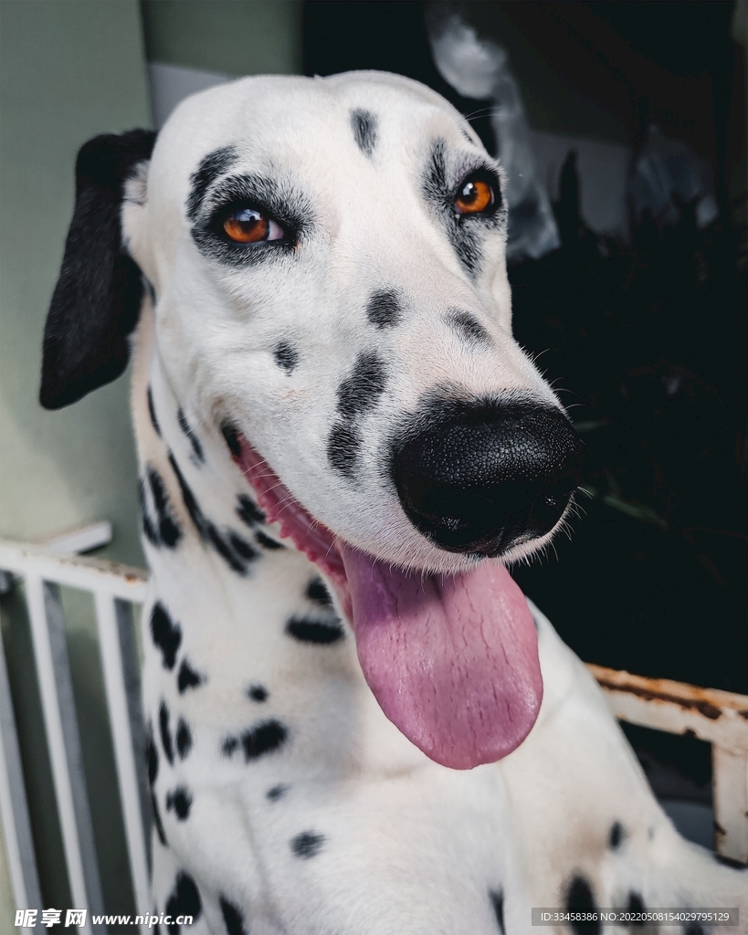 狗 