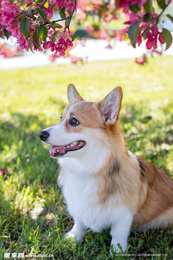 狗