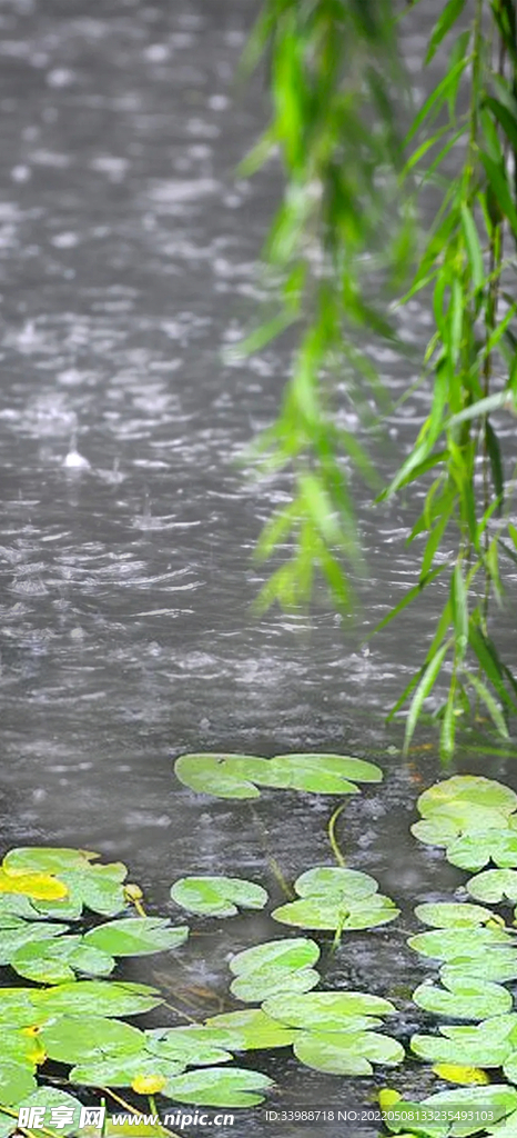 雨景绿植