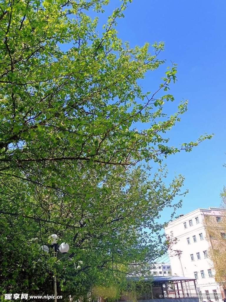 夏日树木