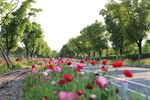 鲜花路