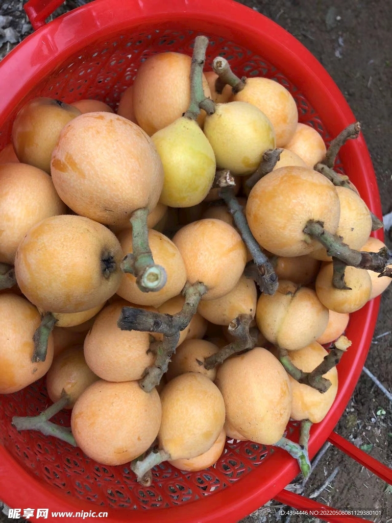 枇杷采摘果园福清旅游