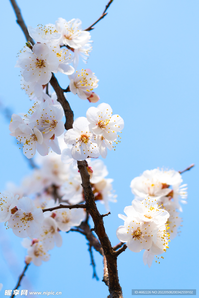春天里盛开的白色桃花枝