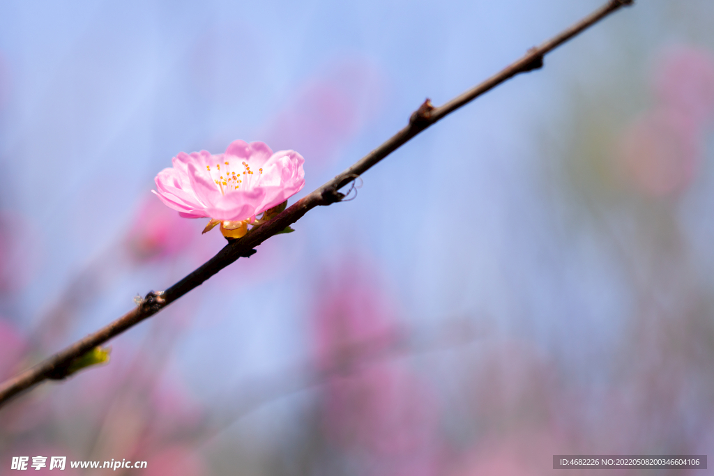 春天里盛开的粉色花朵