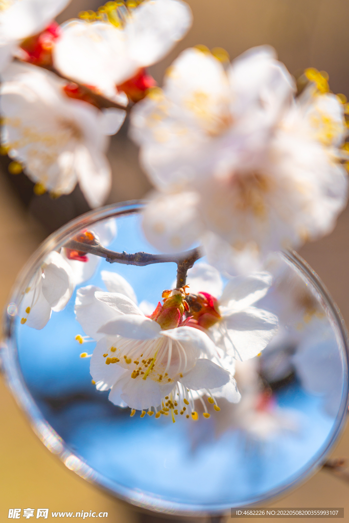 春天里盛开的桃花镜中花