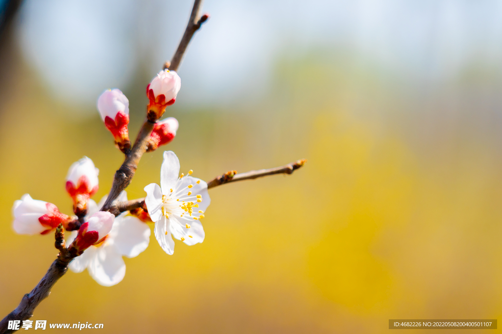 春天里盛开的白桃花