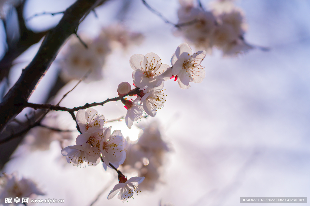 春天里阳光中粉色桃花