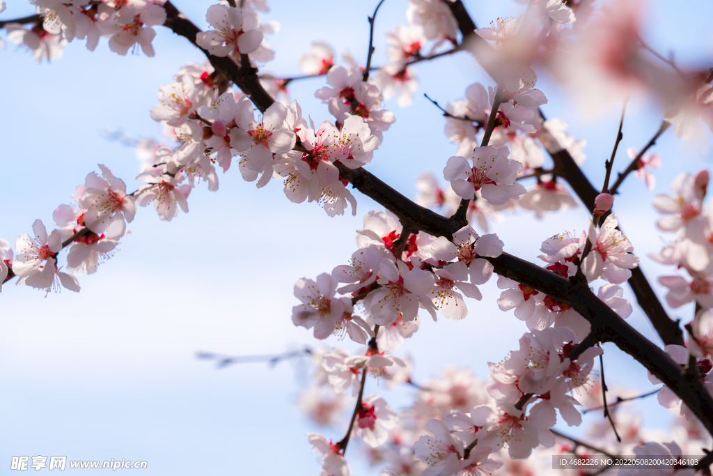 春天里盛开的粉色桃花