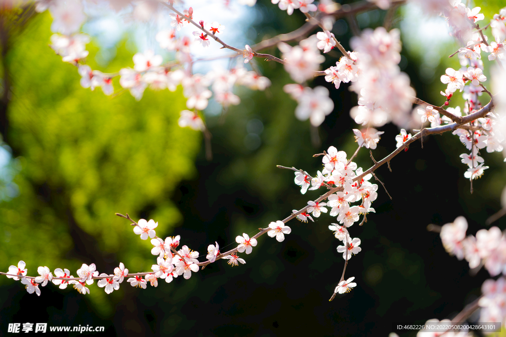 春天里盛开的粉桃花