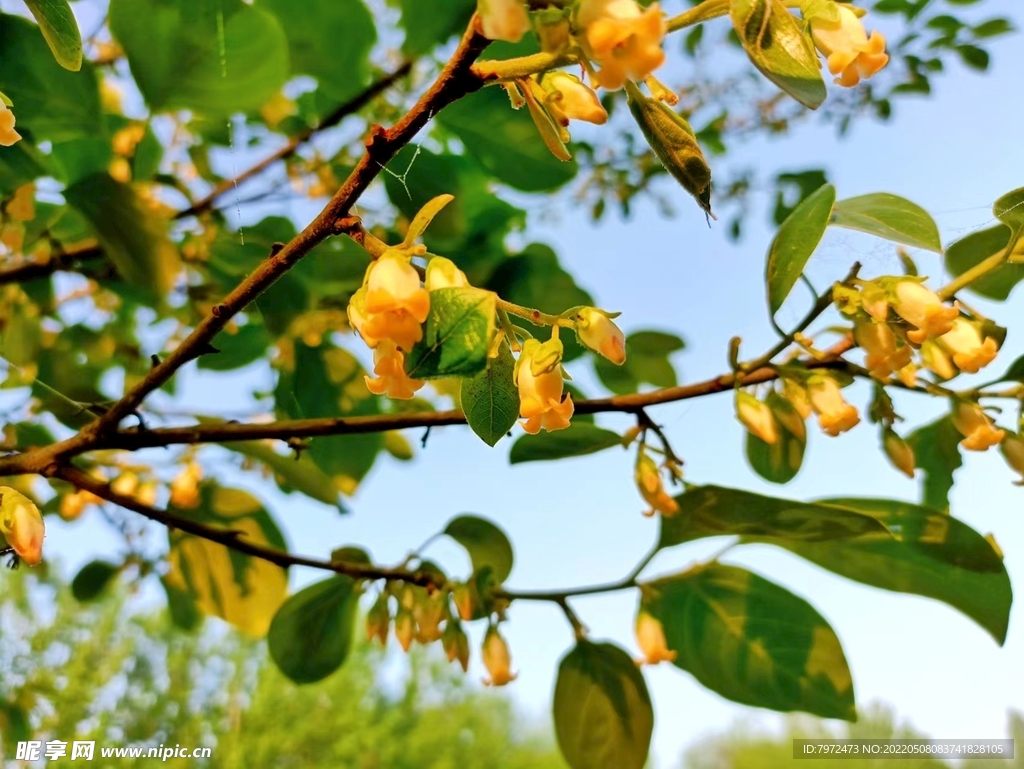 柿子花