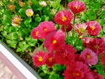 花草