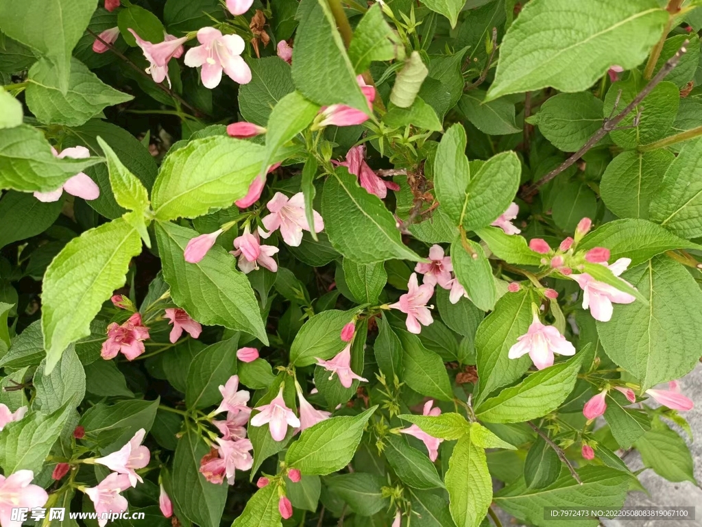 花草