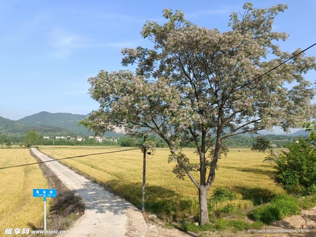 麦田