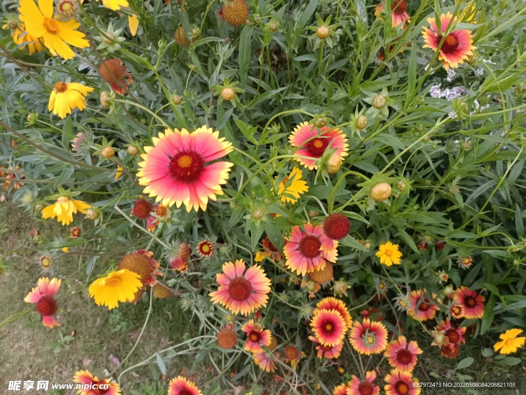 花草