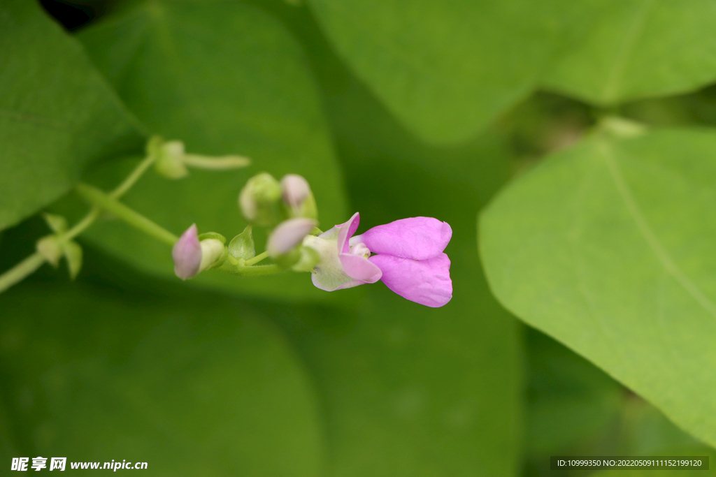 四季豆花