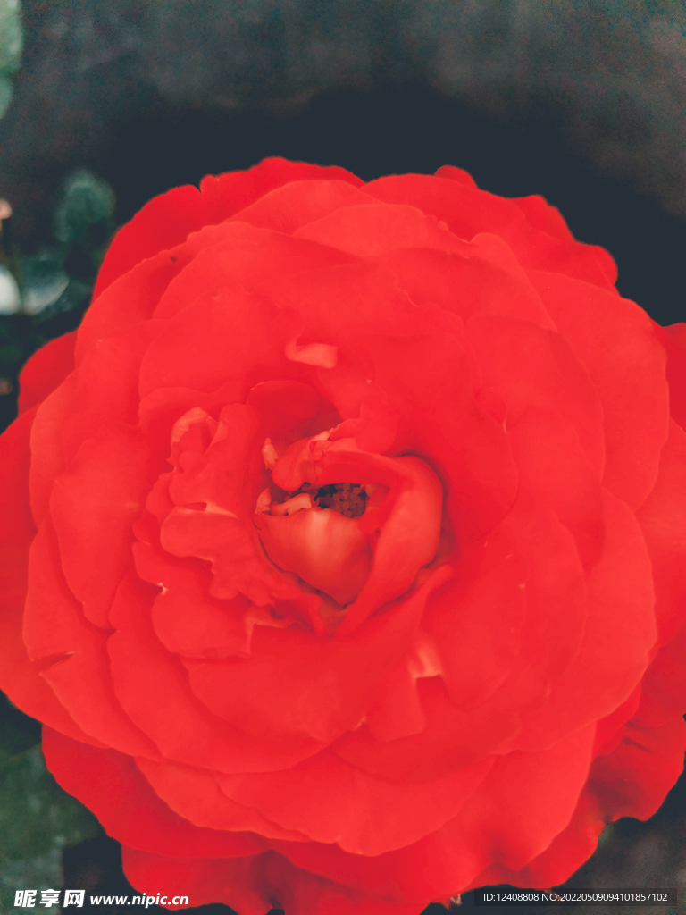 鲜花