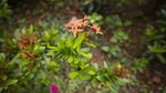 龙船花
