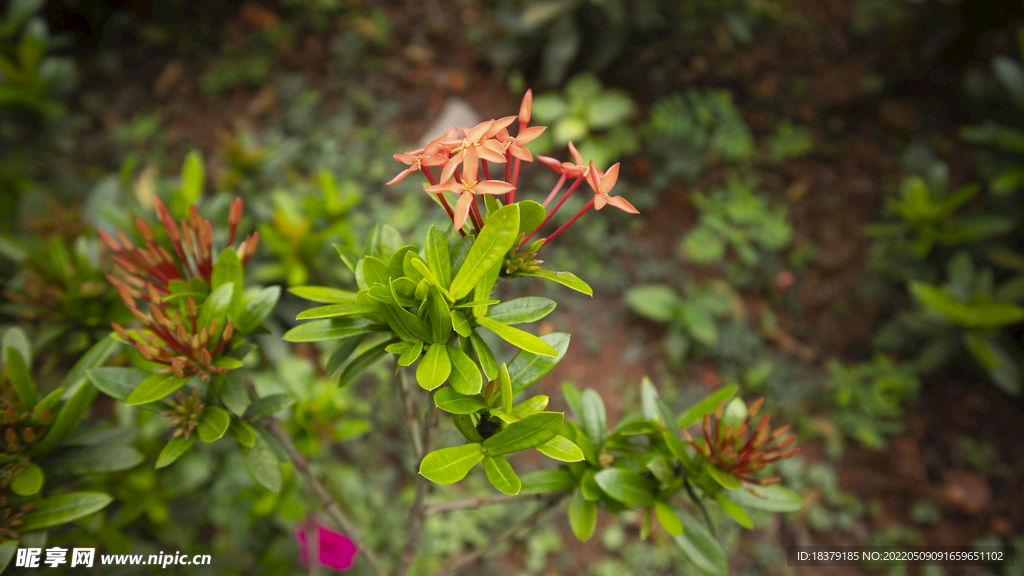 龙船花