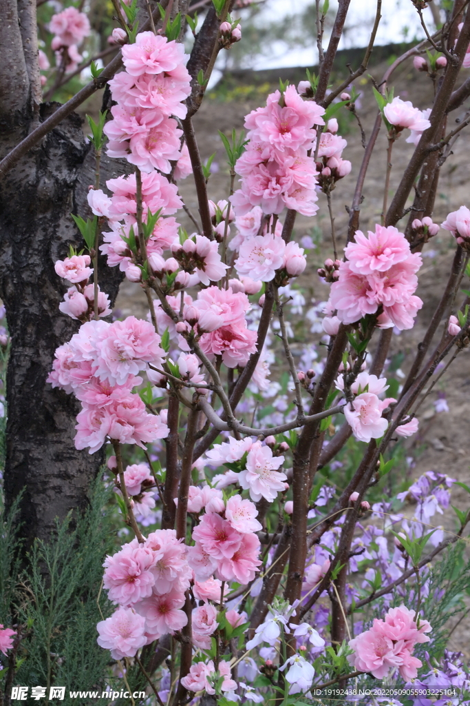 碧桃花