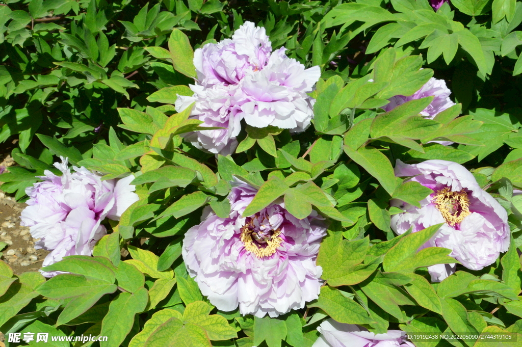 牡丹花