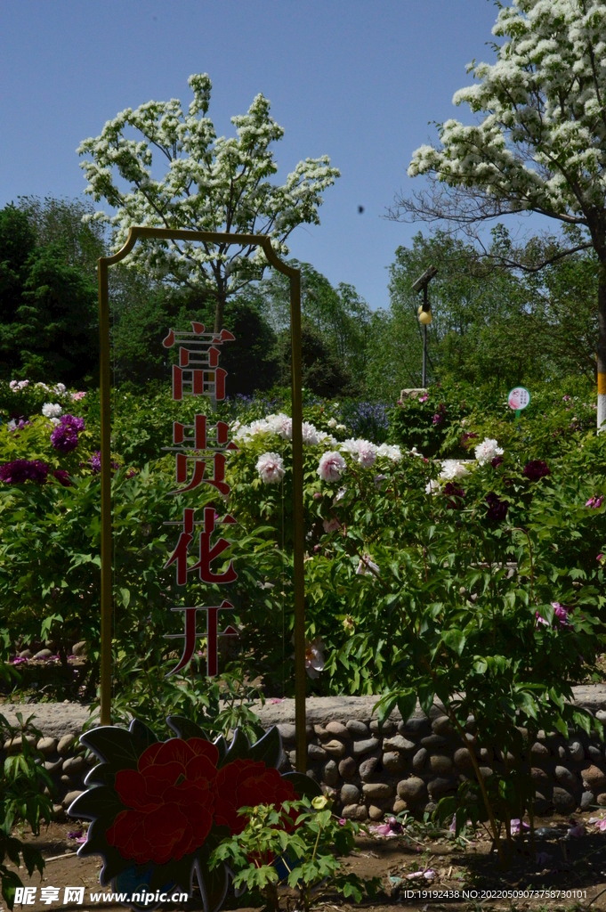 牡丹花 