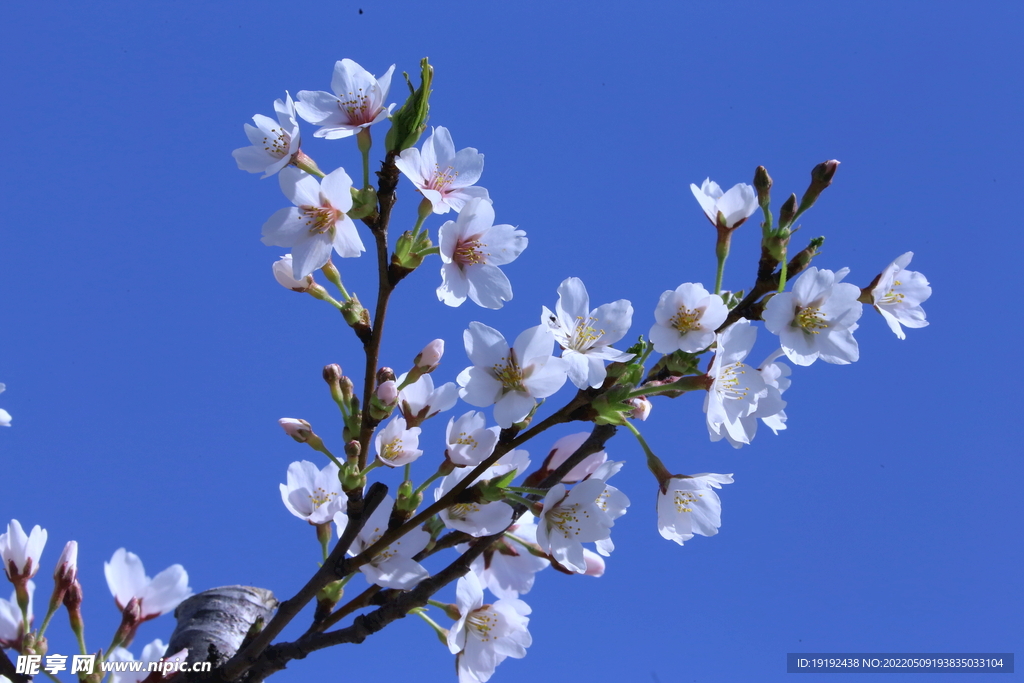 樱花  