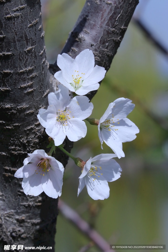 樱花