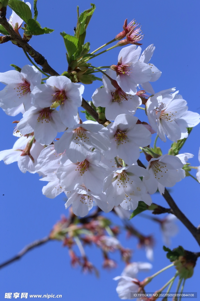 樱花 