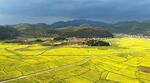 田园风光 油菜花