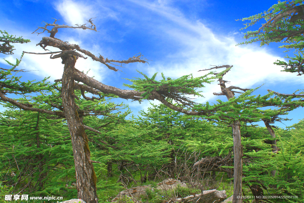 高山青松