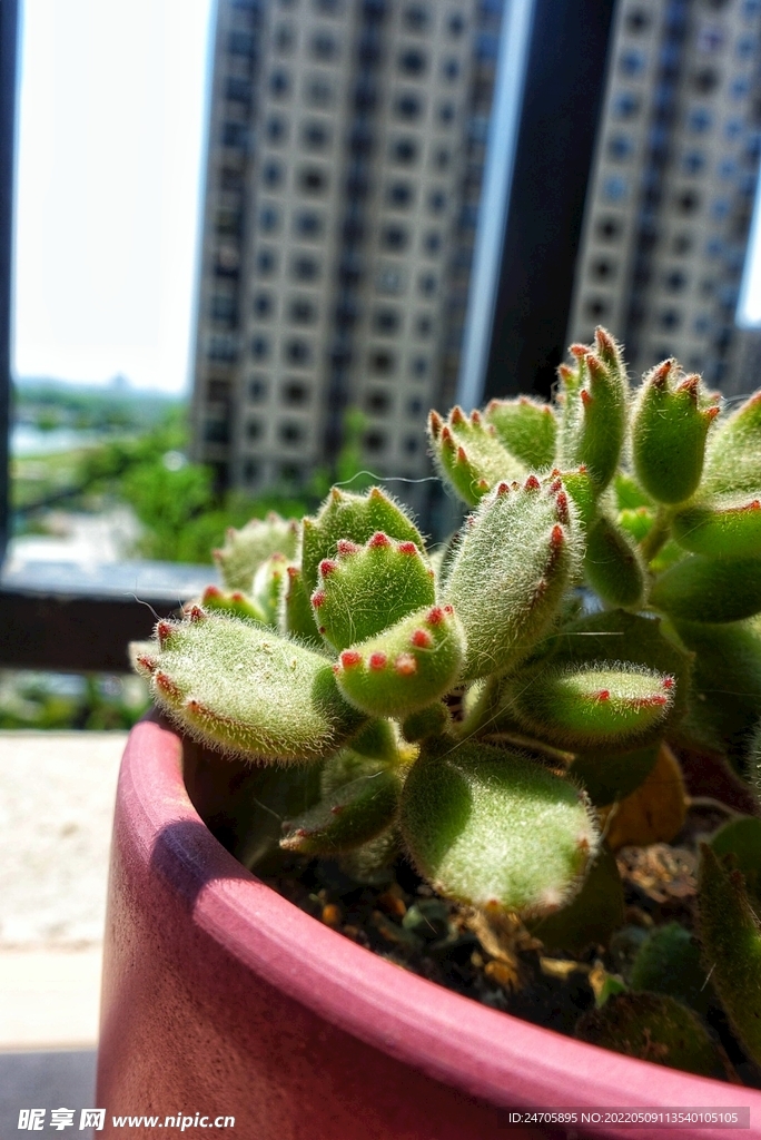 多肉植物