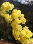 珊瑚礁花