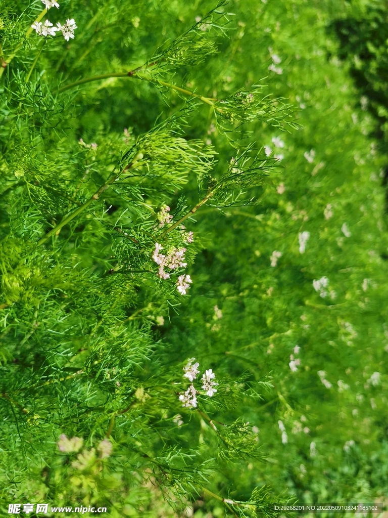 香菜花