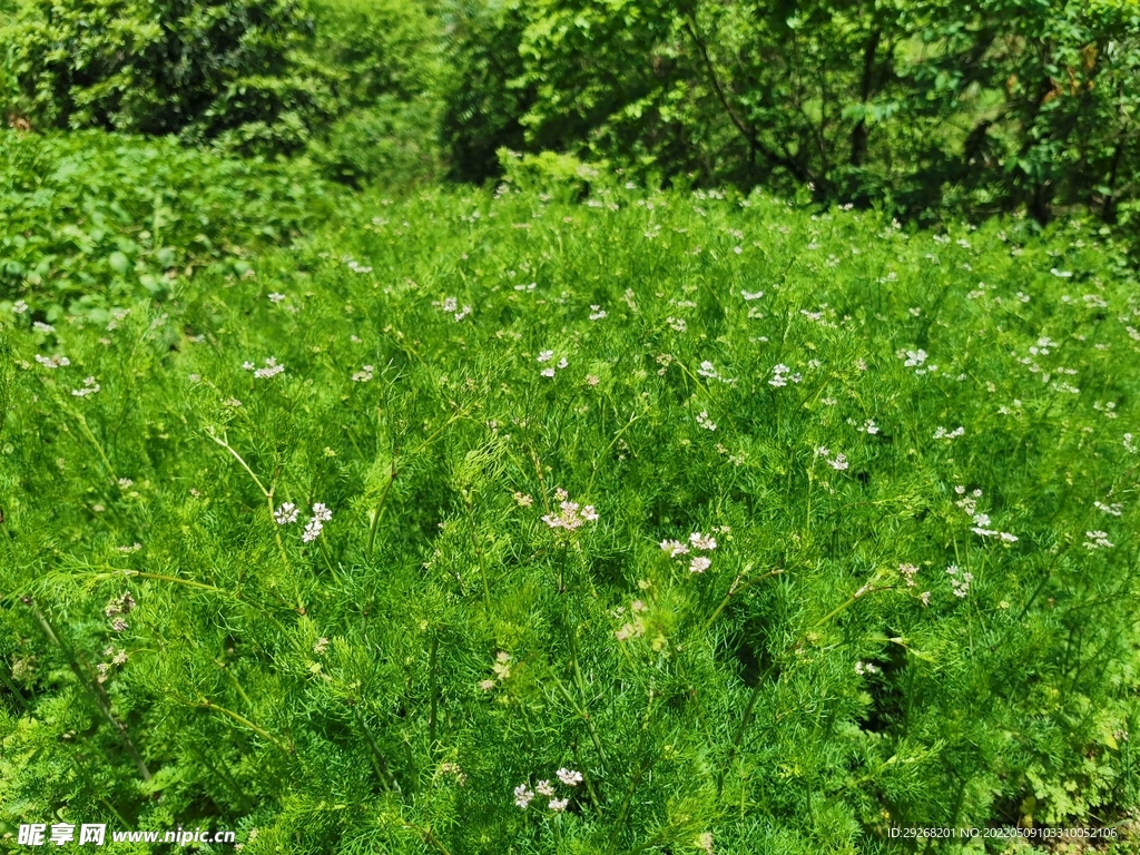 香菜花