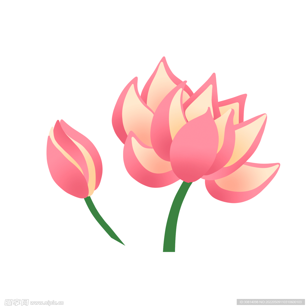 荷花