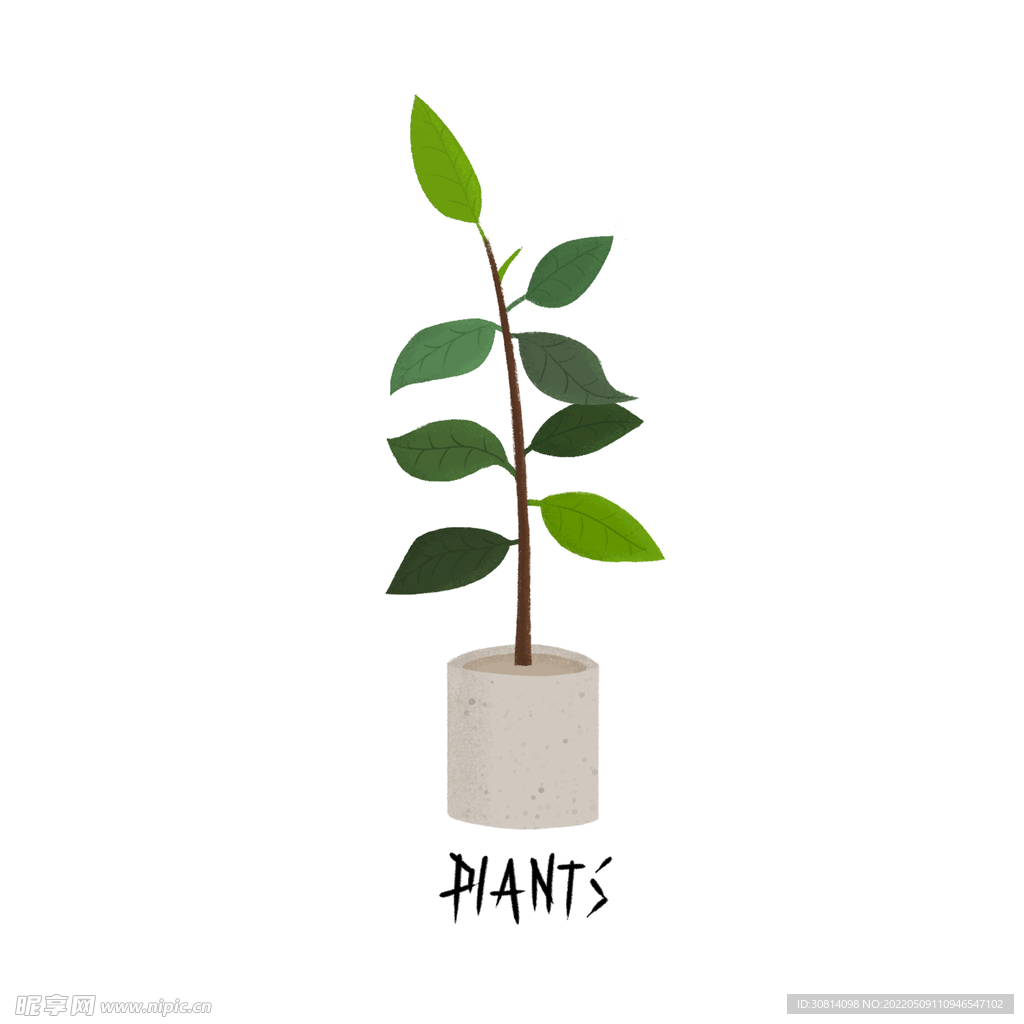 植物盆栽