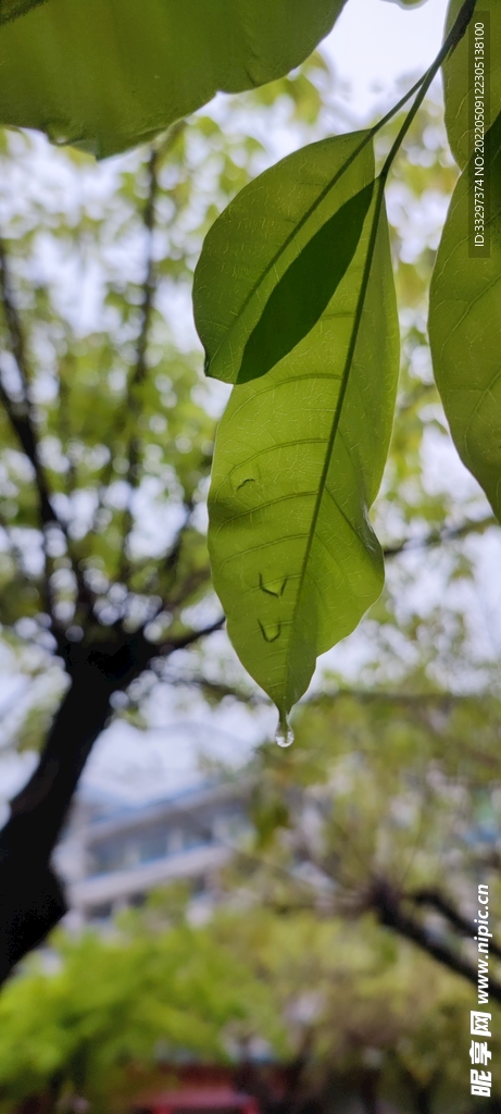 雨后的树叶