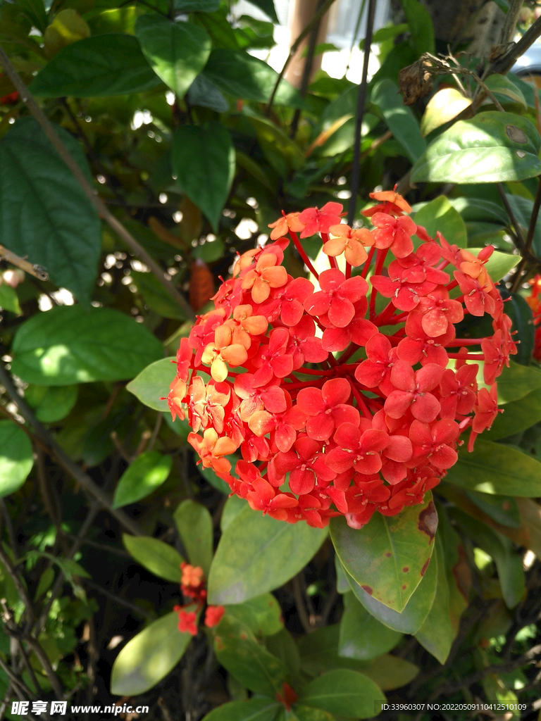 龙船花特写