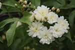 木香花