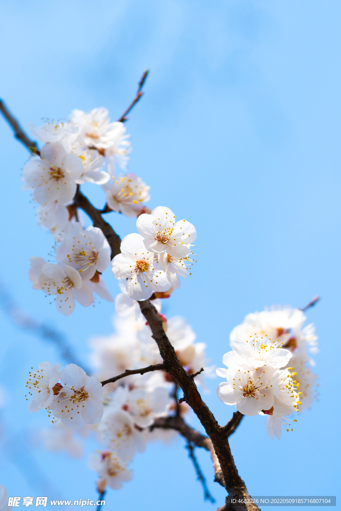 春天盛开的一枝白桃花