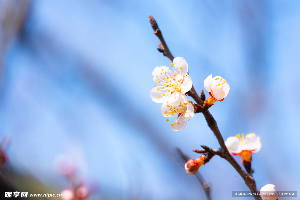 春天盛开的桃花花蕊