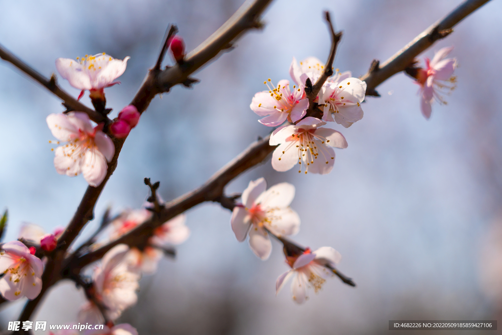 春天盛开的白色桃花枝丫